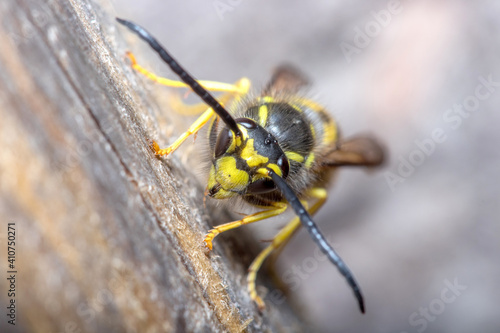 Vespula germanica wasp posed on a piece of wood. High quality photo © Jorge