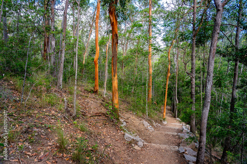 Walking track through the Mount Coot-Tha, Brisbane, Australia photo