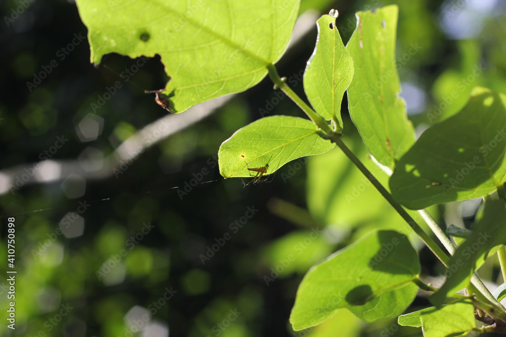 A spider hide under a large leaf while sunlight go through the leaf A spider hide under a large leaf while sunlight go through the leaf