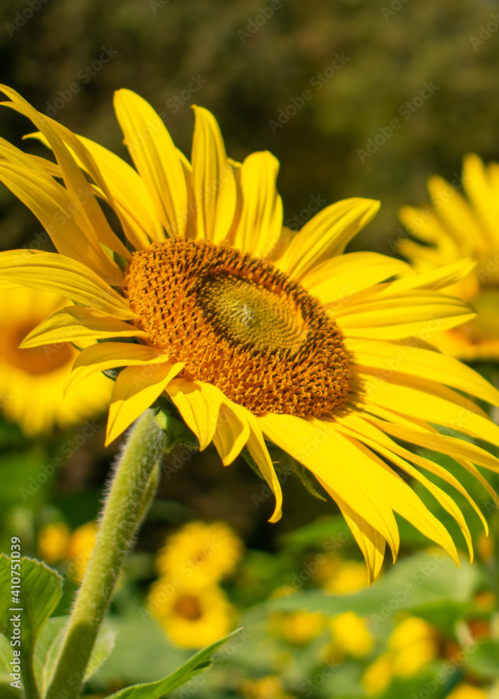 sunflower in the field sunflower in the field