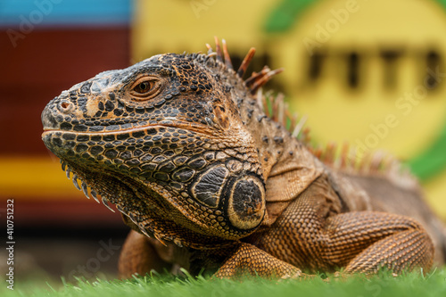 Common Iguanas sitting on grass