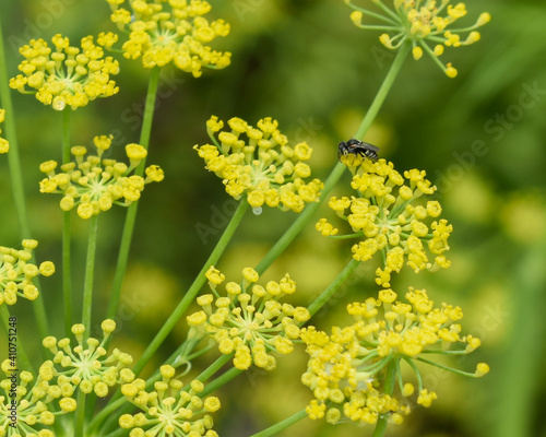 bee on flower