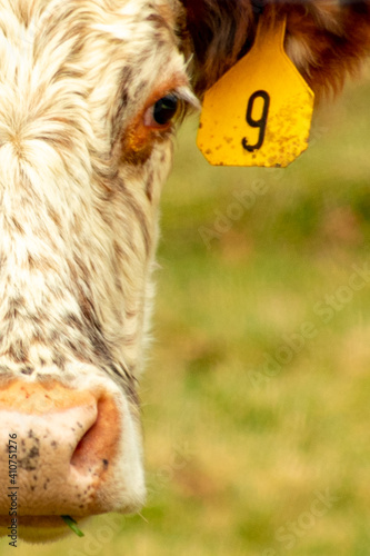 portrait of a cow