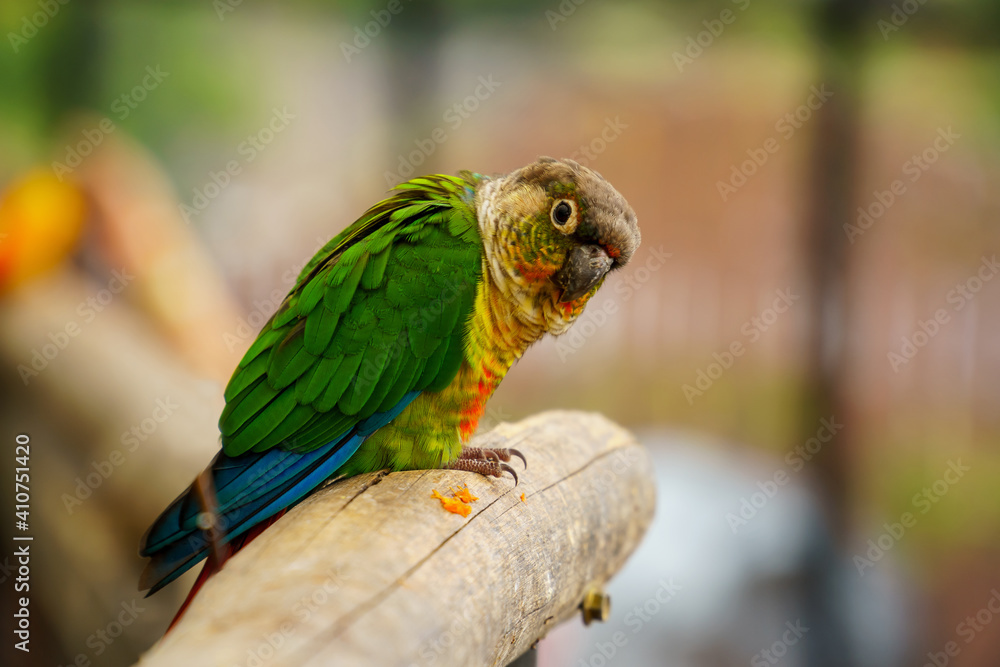 Closeup of Green-Cheeked Parakeet or green-cheeked conure (Pyrrhura molinae) bird at the zoo. Bokeh shot. Closeup of Green-Cheeked Parakeet or green-cheeked conure (Pyrrhura molinae) bird at the zoo. Bokeh shot.
