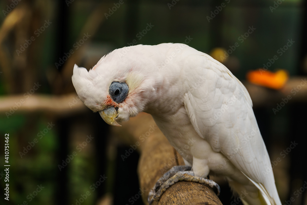 Obraz premium Closeup of Little Corella bird at zoo.