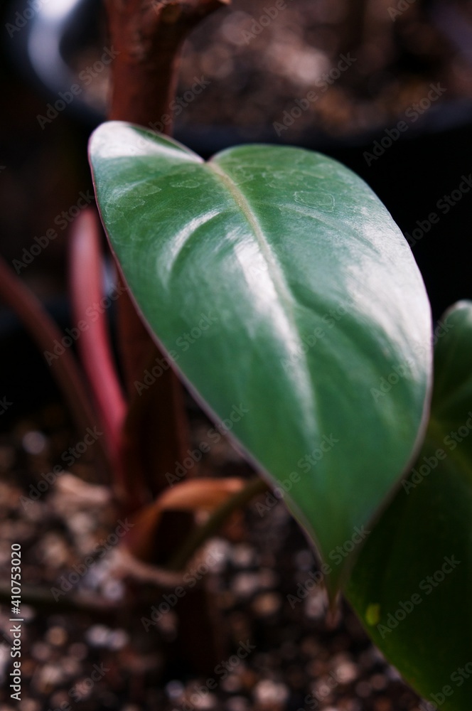 A leaf of exotic tropical in flowerpot . Lush foliage, greenery in paradise garden. Abstract natural dark green
