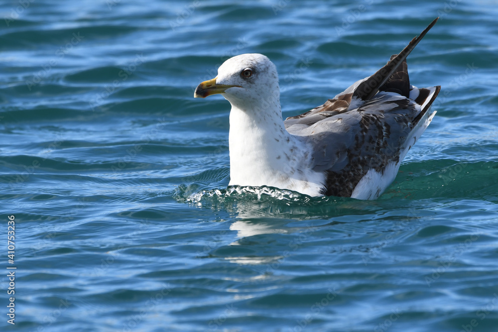 GAVIOTA GAVIOTA