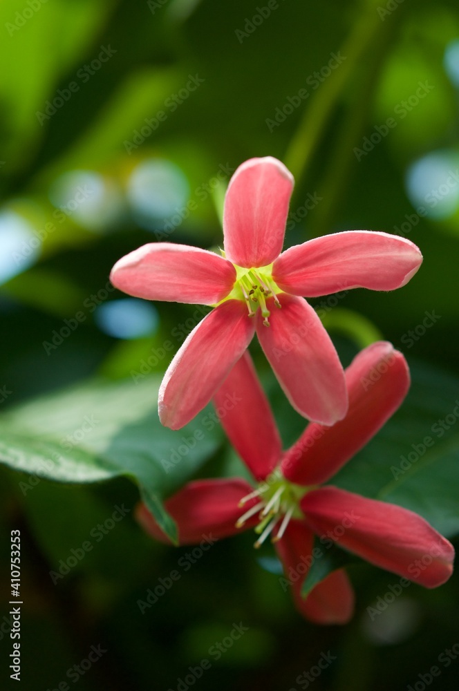 Combretum indicum(L.)DeFillipps or Quisqualis indica L.family COMBRETACEAE . Sweet flowers a bouquet , close up photo. Flower with fragrance all day . Quisqualis indica also known as the Chinese honey