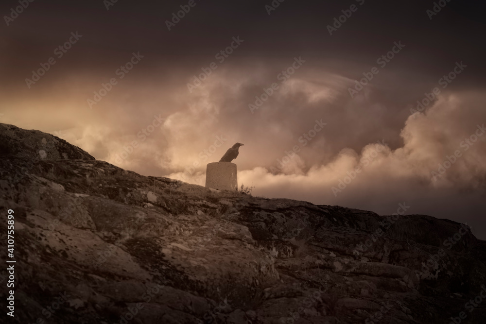 Mountain crow at sunset Mountain crow at sunset