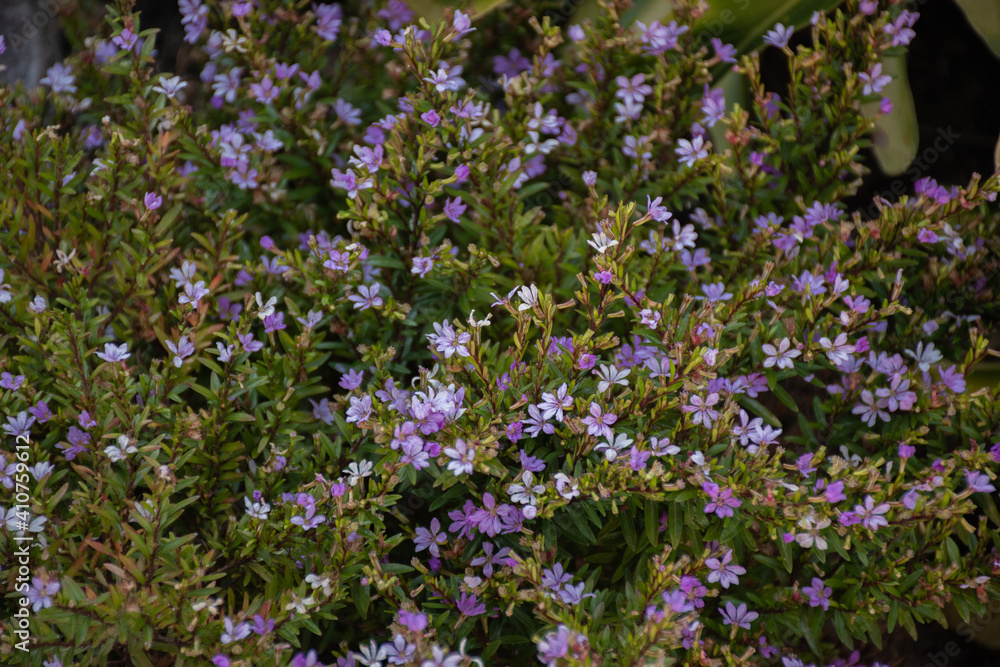 Arbusto de pequeñas flores lilas y violetas Stock Photo | Adobe Stock