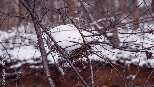 Bird nest tree winter snow
