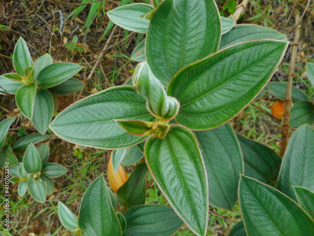 planta tibouchina grandifolia orelha de onça Stock Photo Adobe Stock