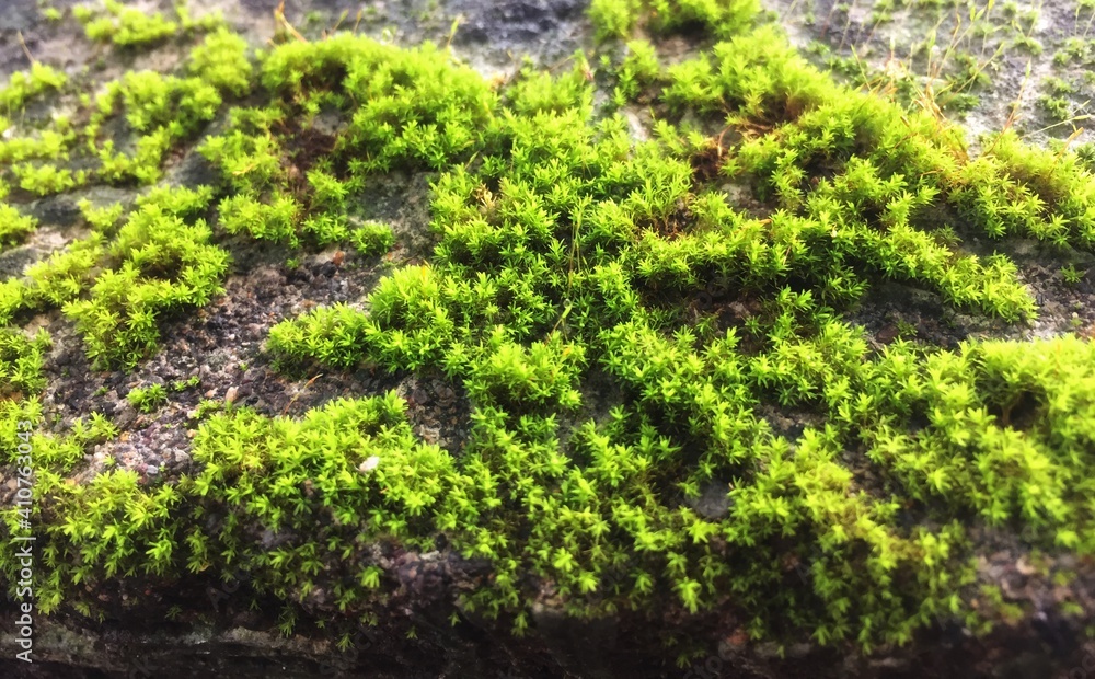 moss on the wall