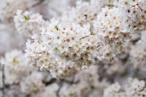 Tight packed blossom on a Yoshino cherry tree in spring photo