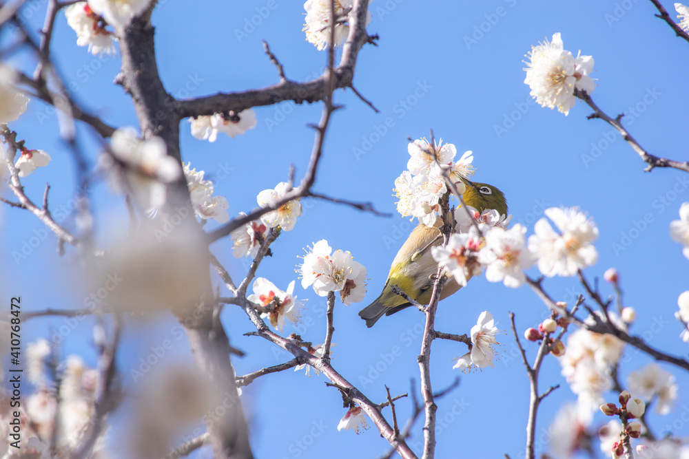 早春のメジロと白い梅の花 早春のメジロと白い梅の花