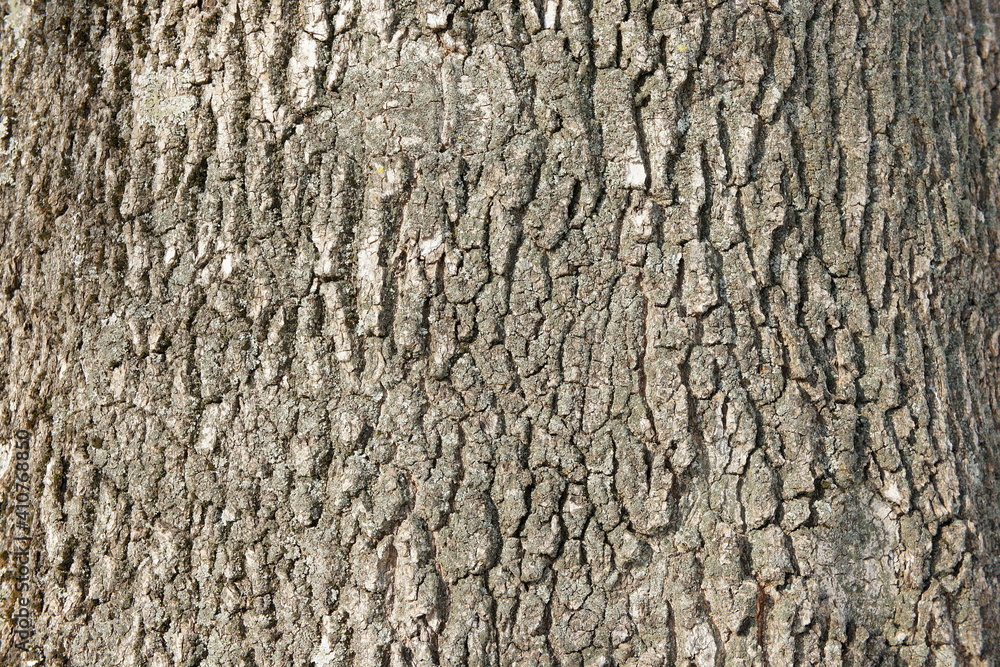 tree bark close up. ash bark close up. bark of an old giant ash tree. tree bark textures and patterns tree bark close up. ash bark close up. bark of an old giant ash tree. tree bark textures and patterns