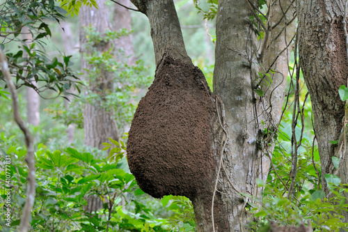 タカサゴシロアリの巣（沖縄県・石垣島）  © 愛 高行