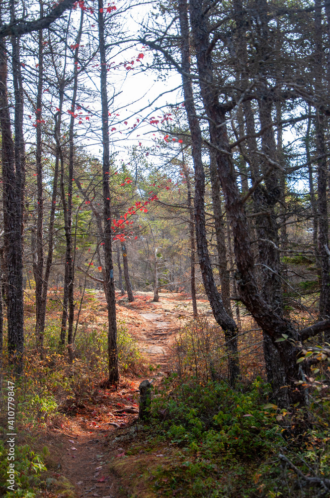 Fototapeta premium Into the meadow
