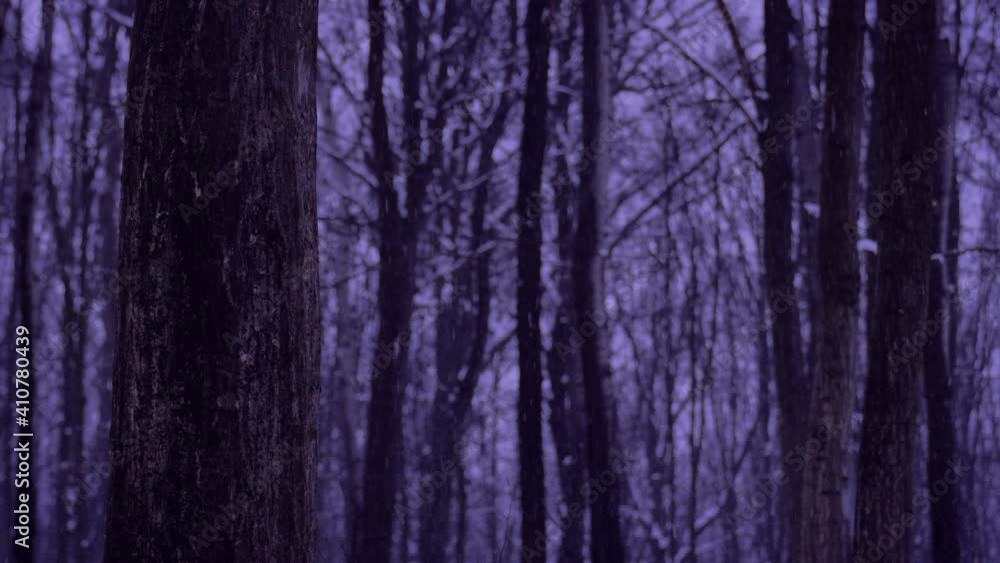 Snowing in the forest during twilight. 4K video. Shallow depth of field. High quality audio of crackling sound of falling snow. It's getting dark in woodlands. Mysterious atmosphere. Snowing in the forest during twilight. 4K video. Shallow depth of field. High quality audio of crackling sound of falling snow. It's getting dark in woodlands. Mysterious atmosphere.