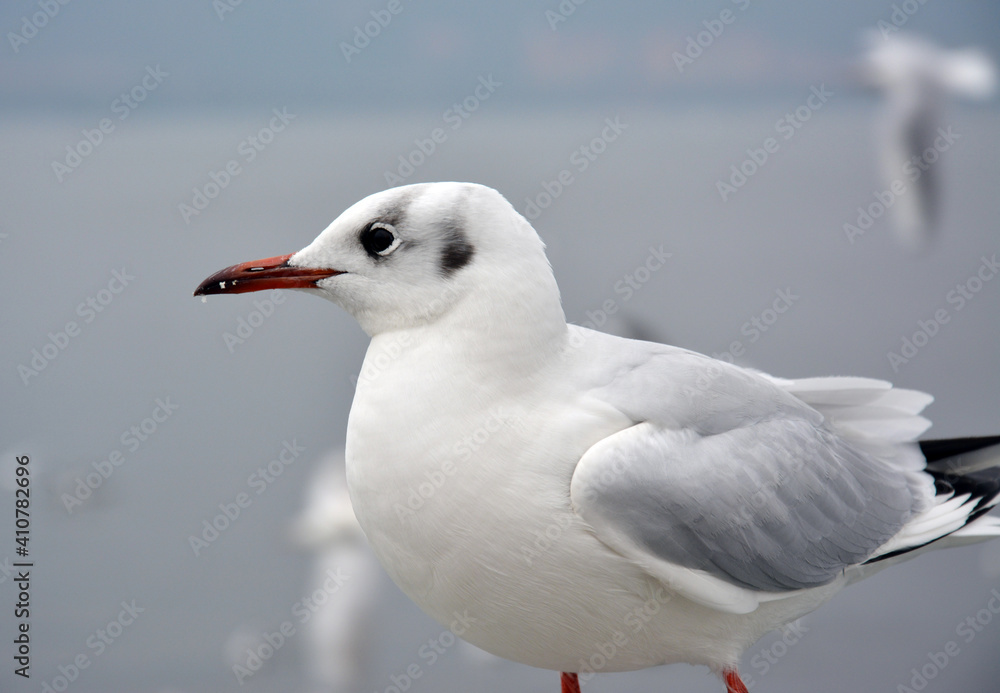 one white larus ridibundus see beyond in the cloudy day