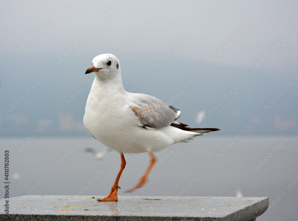 a white larus ridibundus dancing on the platform in cloudy day a white larus ridibundus dancing on the platform in cloudy day