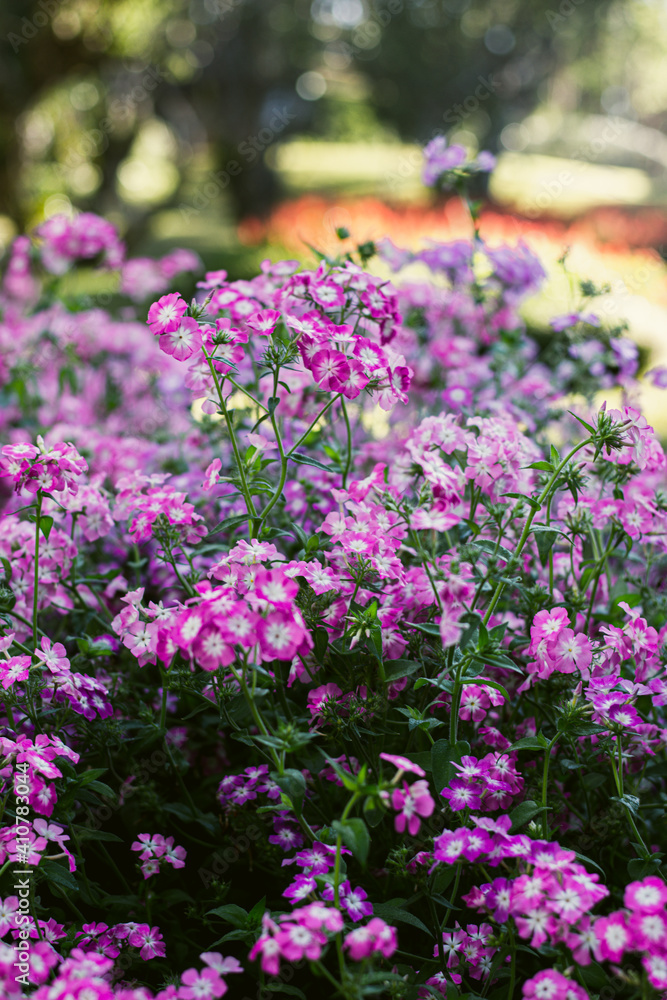 Beautiful cosmos flowers blooming in garden