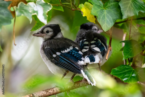 Baby Blue Jays sitting in a tree