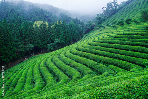 tea plantation