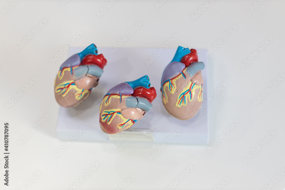 heart model. Human heart plastic model. anatomical model of human heart