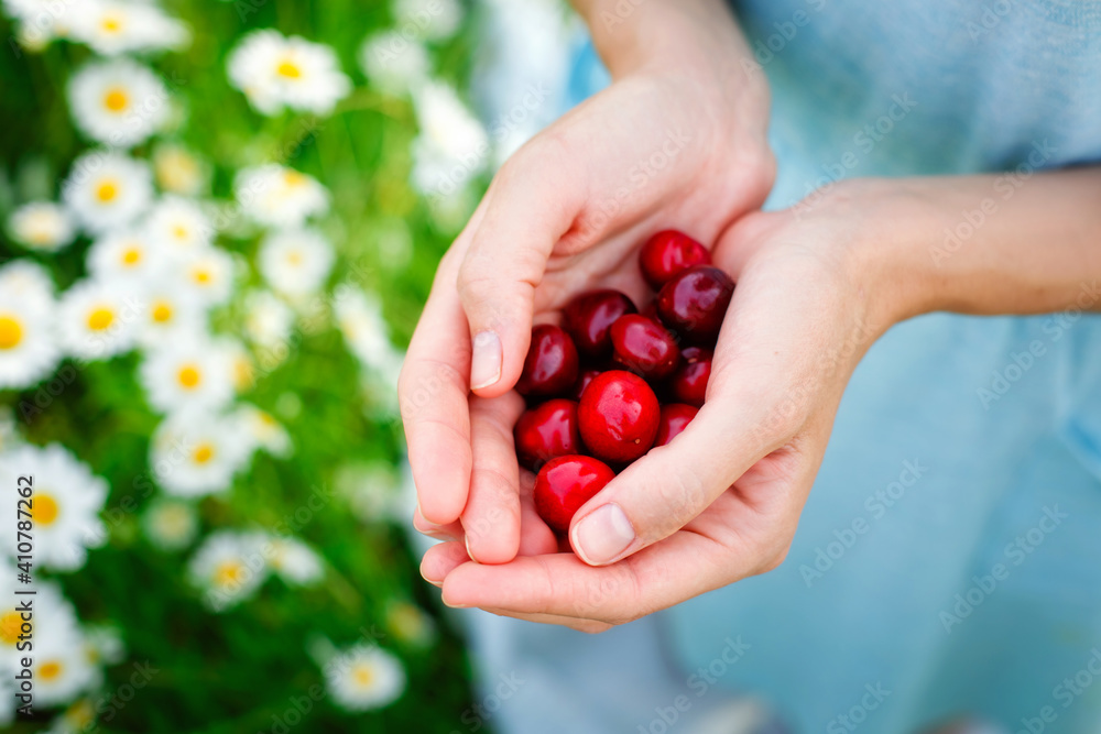 A handful of ripe cherries and cherries in a woman's hands against the background of blooming daisies and a green field. A handful of ripe cherries and cherries in a woman's hands against the background of blooming daisies and a green field.