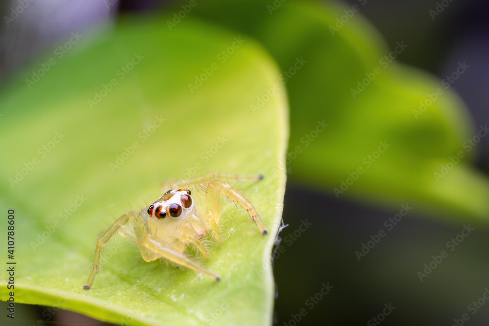 Close up image of jumping spider. macro mode close up shot animal and insect. Close up image of jumping spider. macro mode close up shot animal and insect.