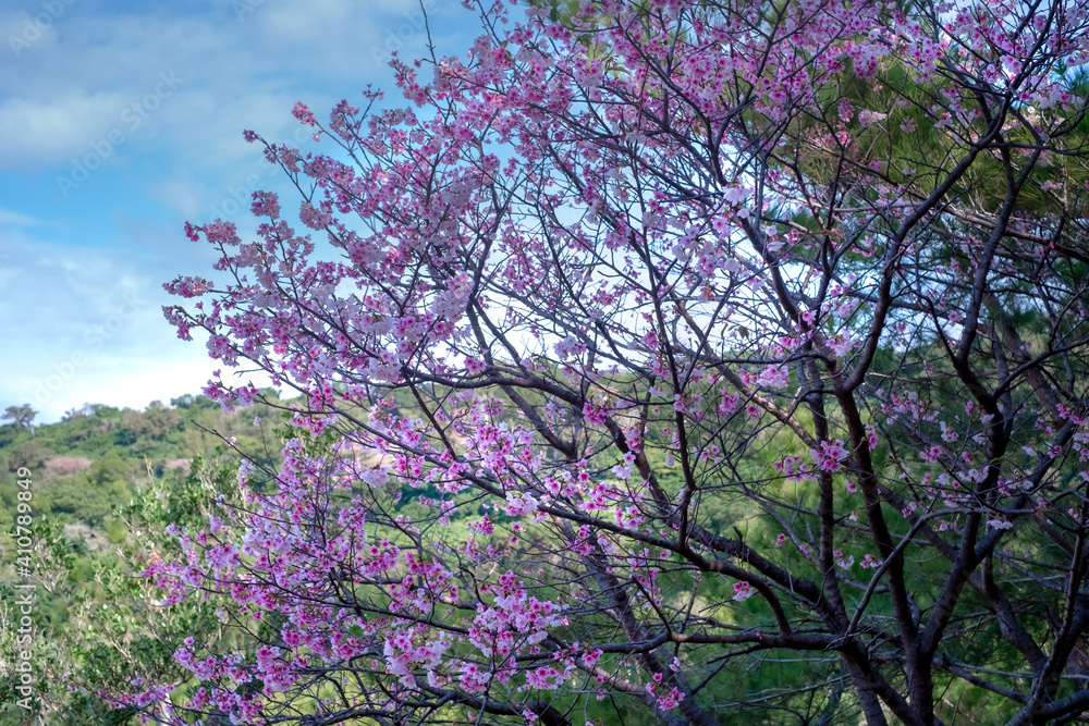 沖縄の早い春に咲く緋寒桜
Cherry blossoms in Okinawa on Spring day 沖縄の早い春に咲く緋寒桜
Cherry blossoms in Okinawa on Spring day