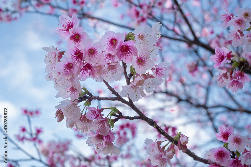 沖縄の早い春に咲く緋寒桜
Cherry blossoms in Okinawa on Spring day 沖縄の早い春に咲く緋寒桜
Cherry blossoms in Okinawa on Spring day