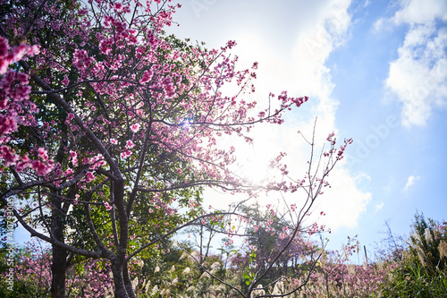 Wallpaper Mural 桜 Torontodigital.ca