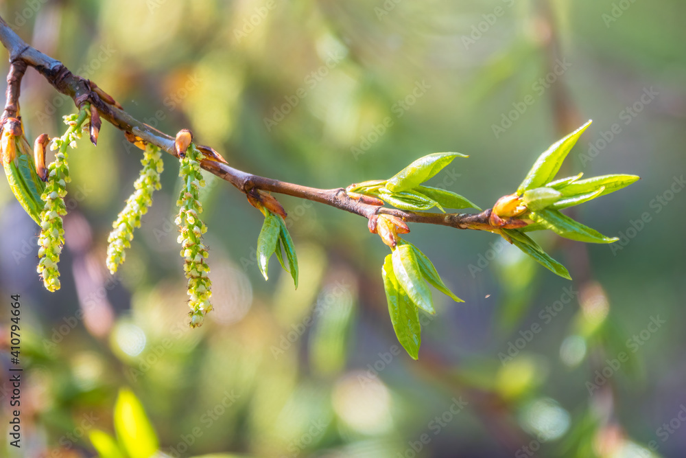 Green bushes with young leaves in the sunset Green bushes with young leaves in the sunset