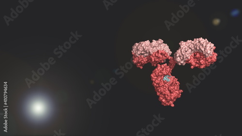 Antibody colored by heavy and light chains against black background; glycosylated immunoglobulin in pink photo