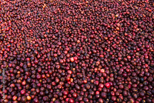 Fresh dried coffee beans background of Vietnamese farmers © somchai20162516