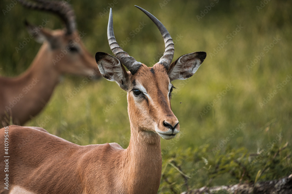 Closeup head and face of African impala in afternoon lighting Closeup head and face of African impala in afternoon lighting