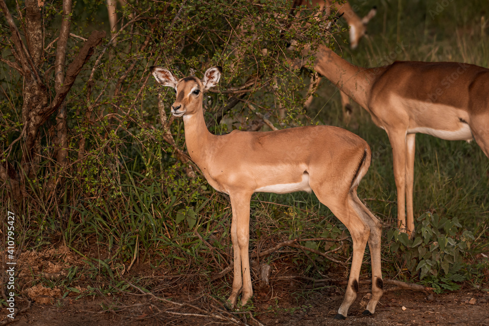 Fototapeta premium Full body view of young African impala in the bush with afternoon sunlight