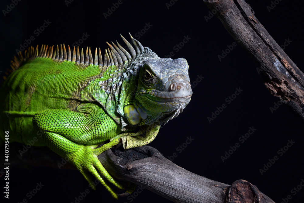 The green iguana in black background The green iguana in black background