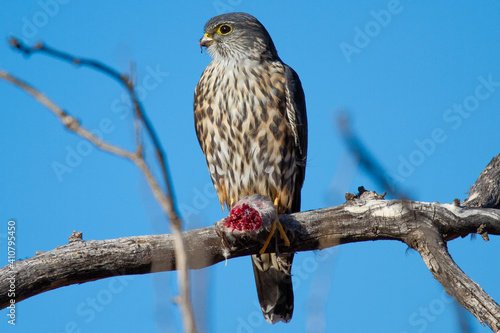 Canvas Print A Merlin Falcon perches on a branch with a fresh kill.
