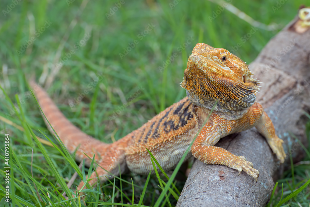 The bearded dragon lizard on the grass The bearded dragon lizard on the grass