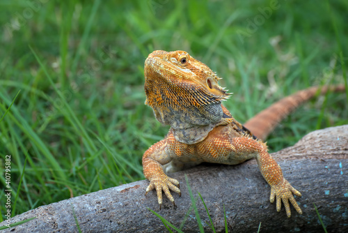 The bearded dragon lizard on the grass © shirly