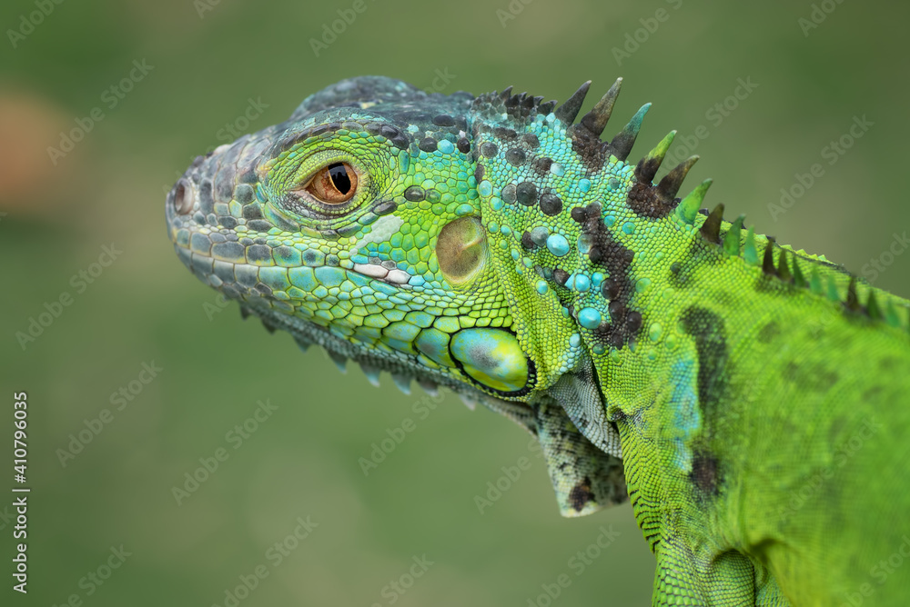 Fototapeta premium Close up photo of the green iguana
