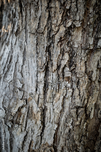 Fototapeta Naklejka Na Ścianę i Meble -  Bark of tree texture - Stock Photo