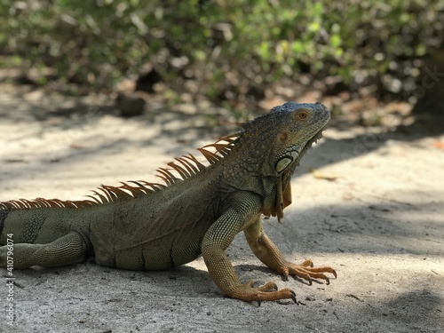 island land iguana
