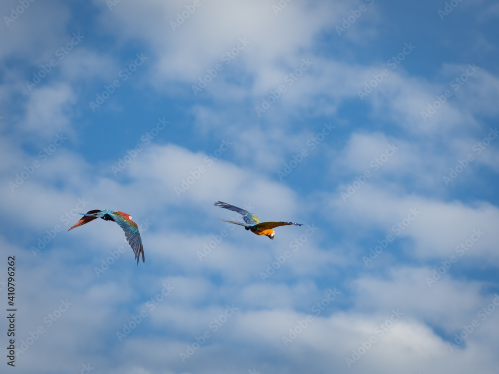 Obraz premium Beautiful macaw (Blue and Yellow Macaw) flies freely in the blue sky.
