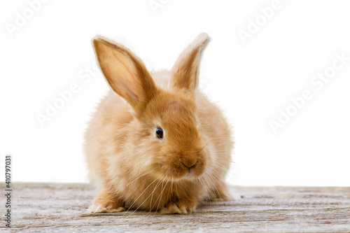 cute fluffy ginger bunny on white background