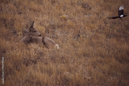 Fototapeta Naklejka Na Ścianę i Meble -  Deer bedded in grass watching a magpie