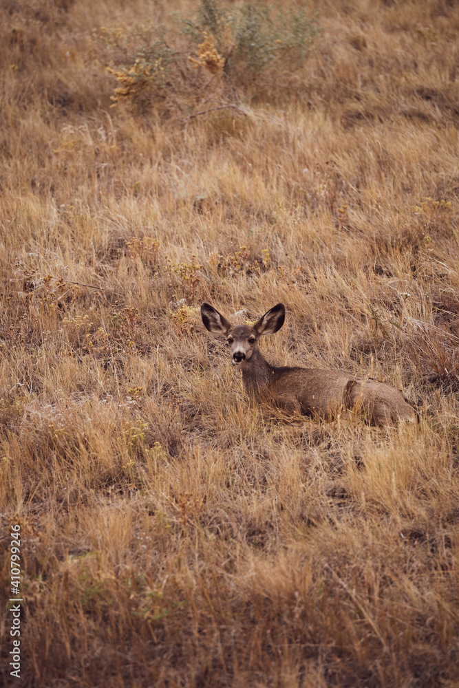 Deer bedded in grass